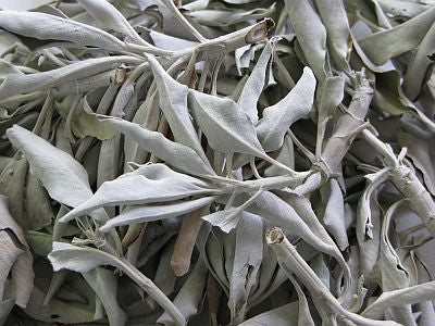 Bulk California White Sage - Wholesale