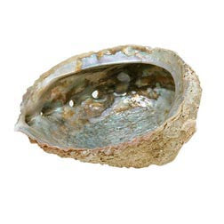 Abalone Shell - Wholesale
