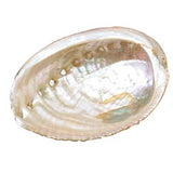 Abalone Shell - Wholesale